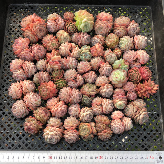 BL2121-008 ミックス苗