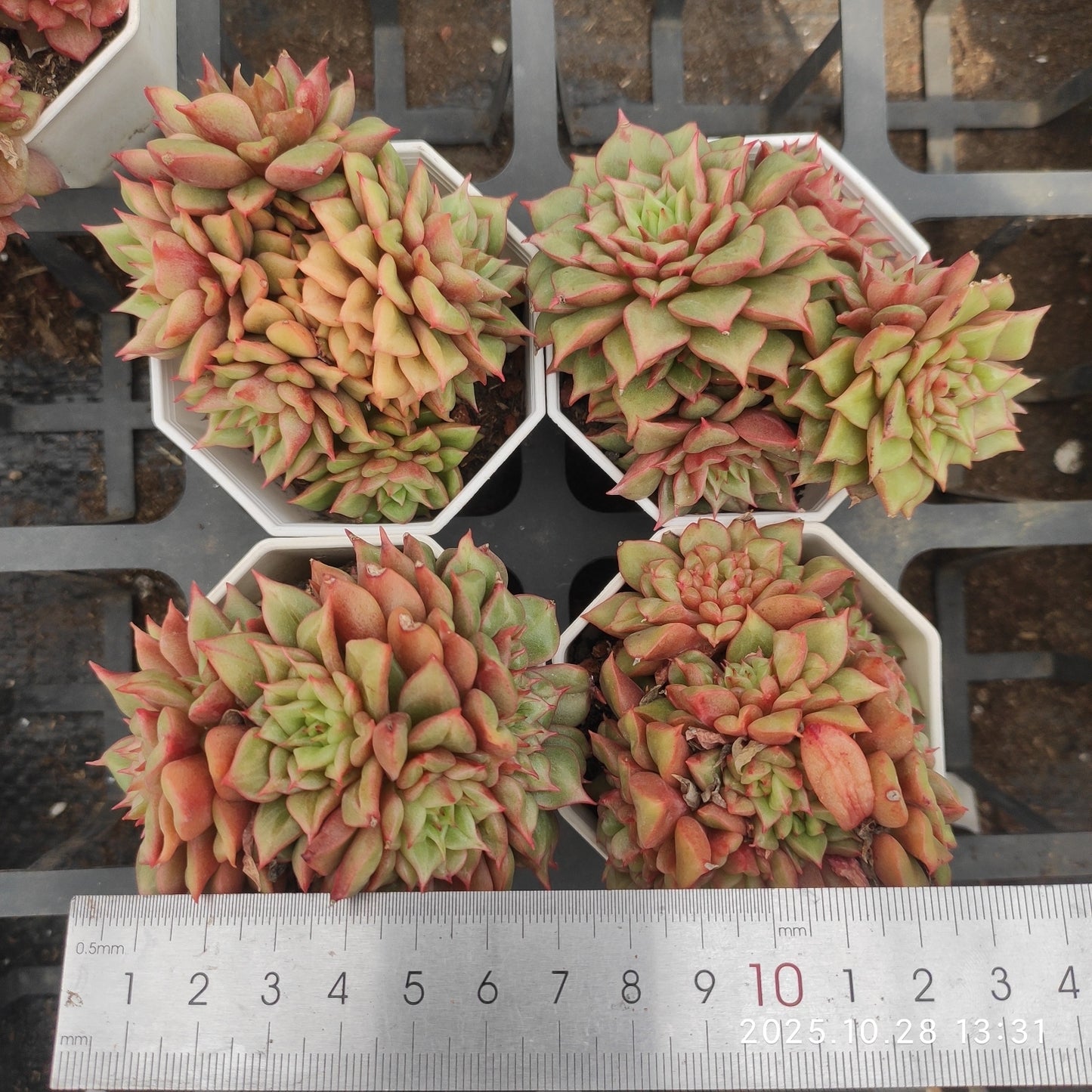 DQ154 テスラ（7cm pot）