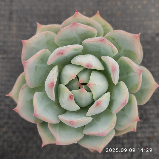 MMT791 プリズム（5.5cm pot）