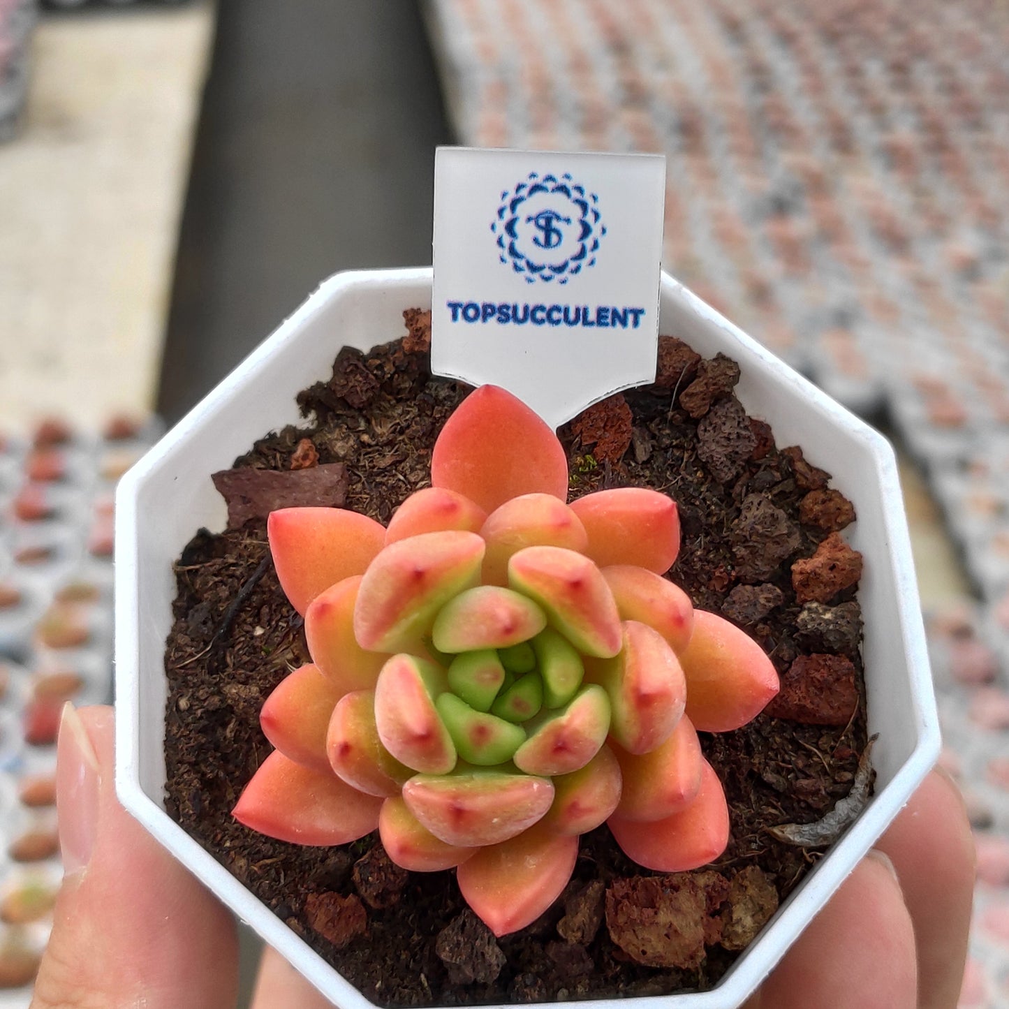 19091 レッドワイン