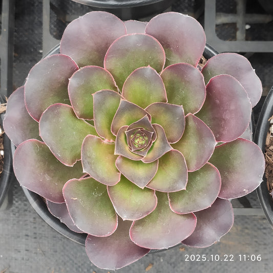 THH095 チャーム　ゴールド（15cm pot）