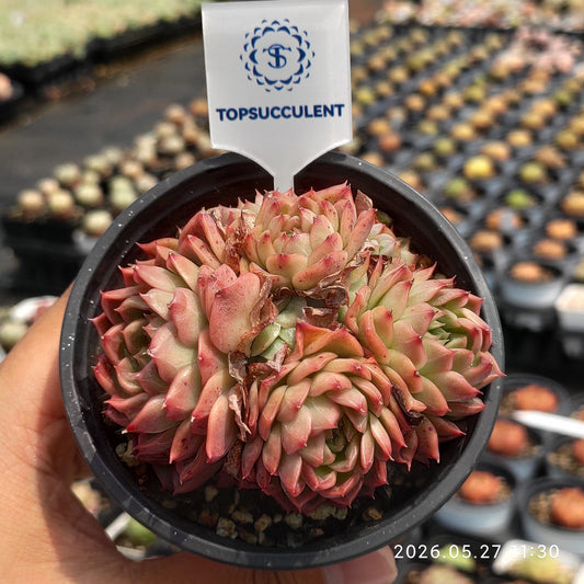 360353 ロゼット フィールド