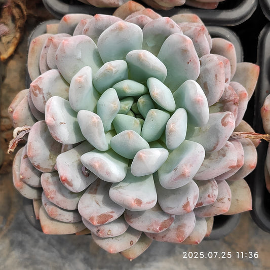 NGN410 ピンク　エーンジェル（9cm pot）