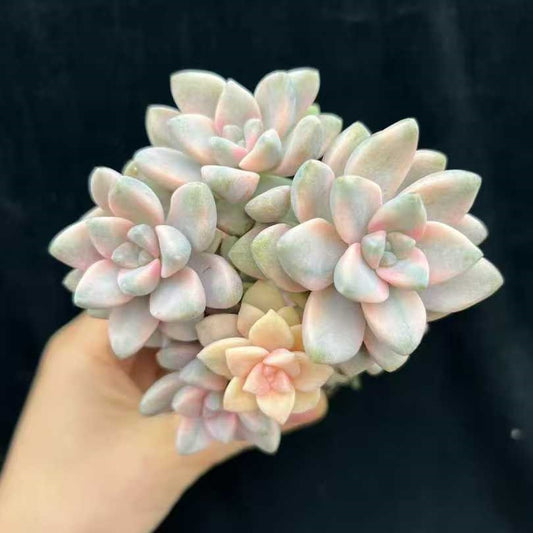 22011 ティテュバンス錦（9cm pot）