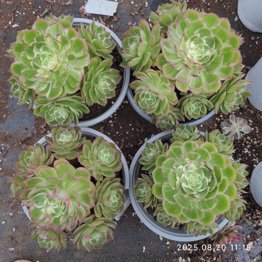 YF417 カロフル　ランターンズ （15cm pot）