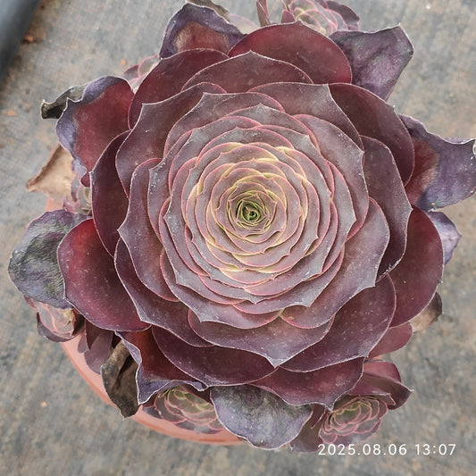 BC027 チャーム　ゴールド（17cm pot）