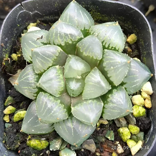 13168 ハオルチア ジェリーフィッシュ