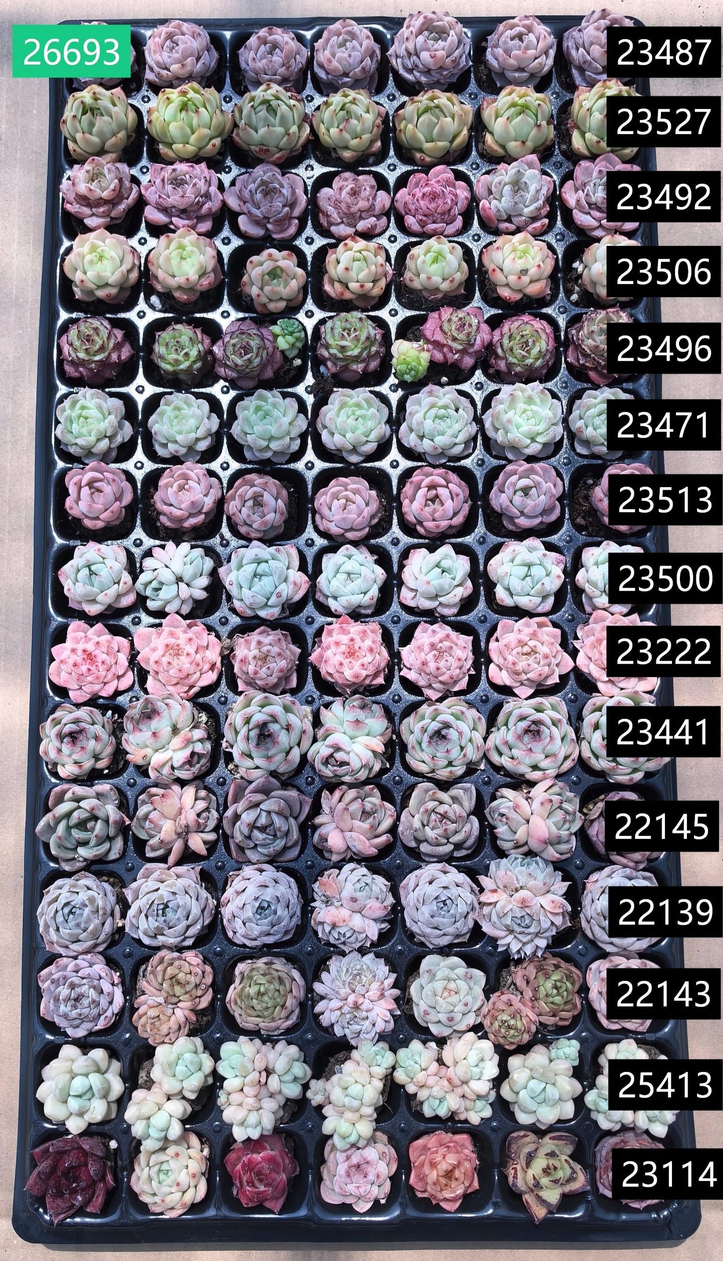 105穴鍼灸プレートの組み合わせ 22