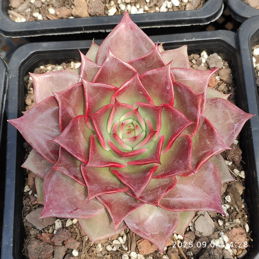 MMY1249 サマー　ビューティー（14cm pot）