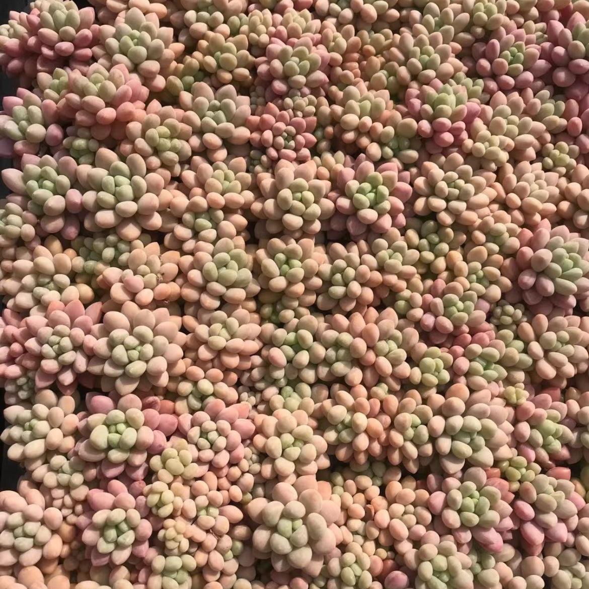 23375 バブルガム（3cm pot）（ポット苗）