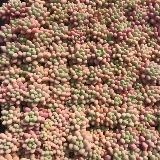 23375 バブルガム（3cm pot）（ポット苗）