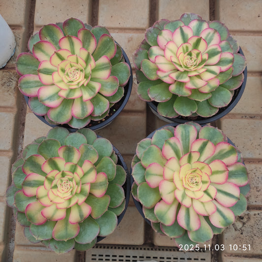 18892 アエオニウム ライチー（17cm pot）