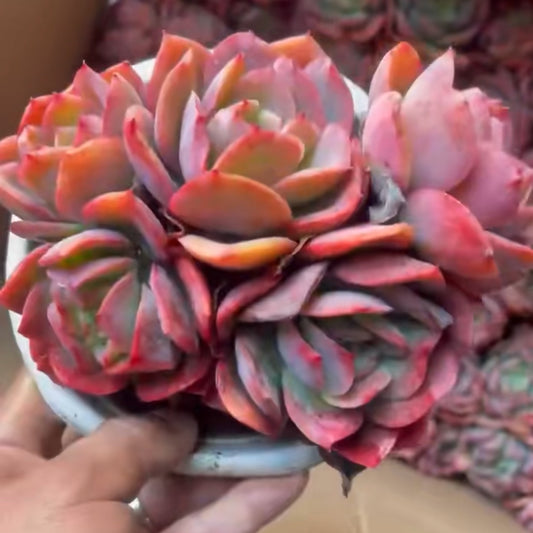 23648 ルエラ（14cm pot）