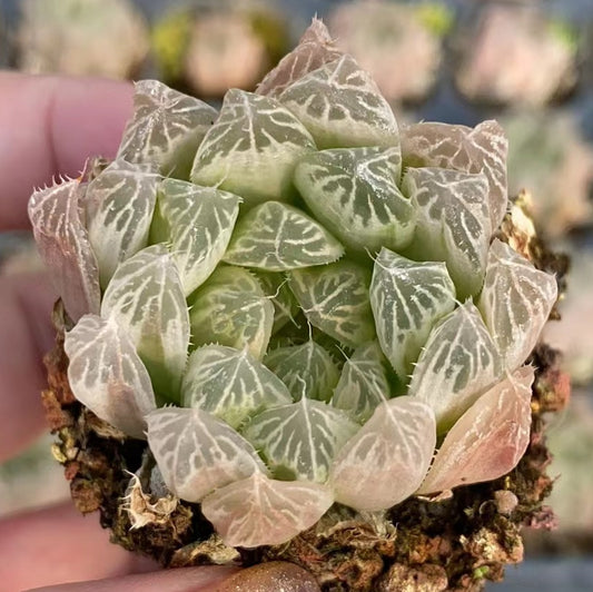CS162 ピュアホワイト (3cm pot)