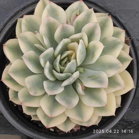 MMY1037 ムーン　フェアリー錦（12cm pot）