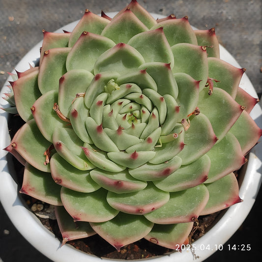 NGN545 トスカーナ （16cm pot）