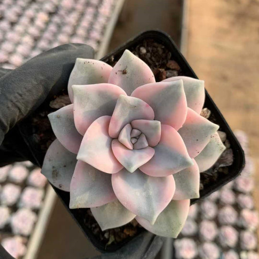 22327 スノーホワイト錦