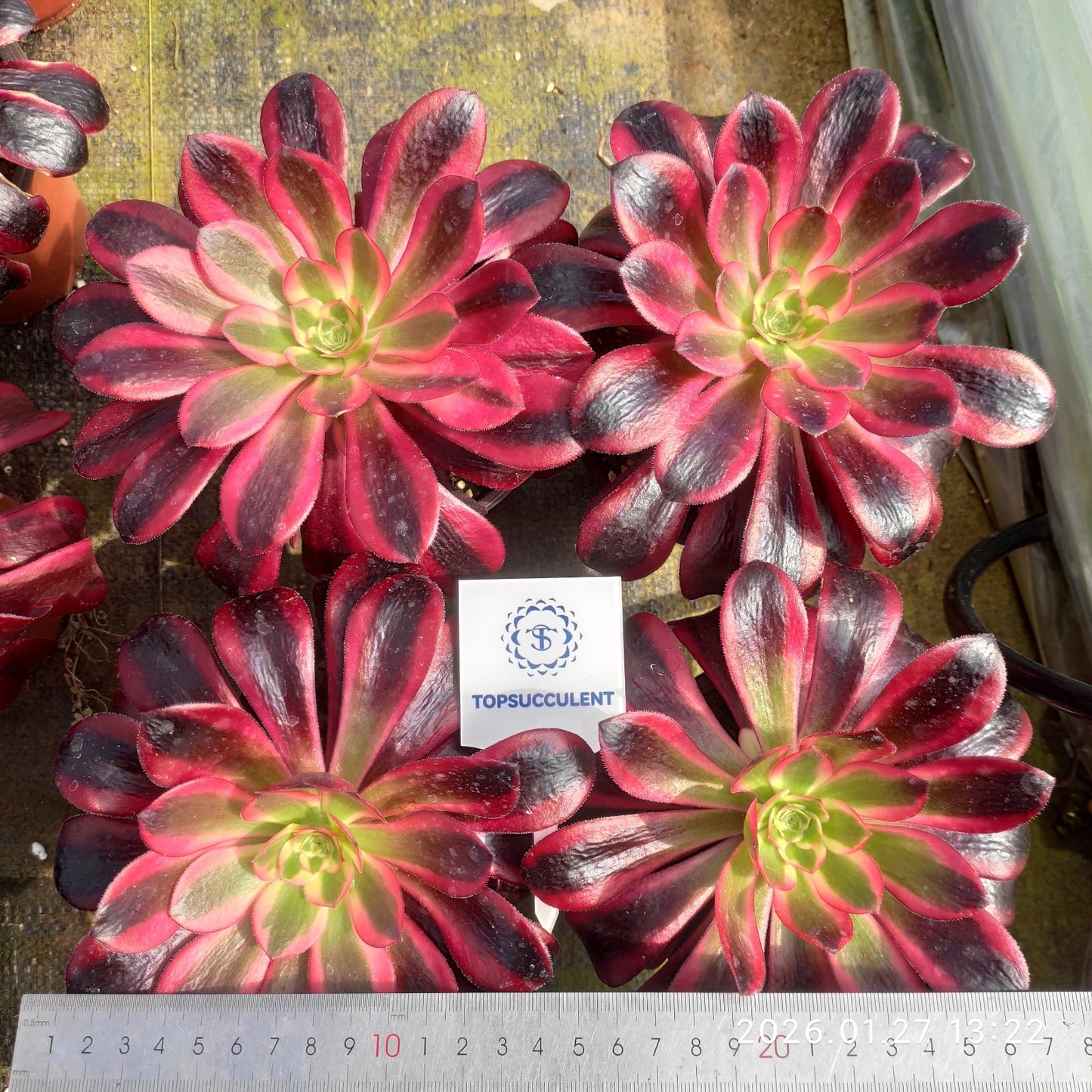 23224 アエオニウム　メデューサ