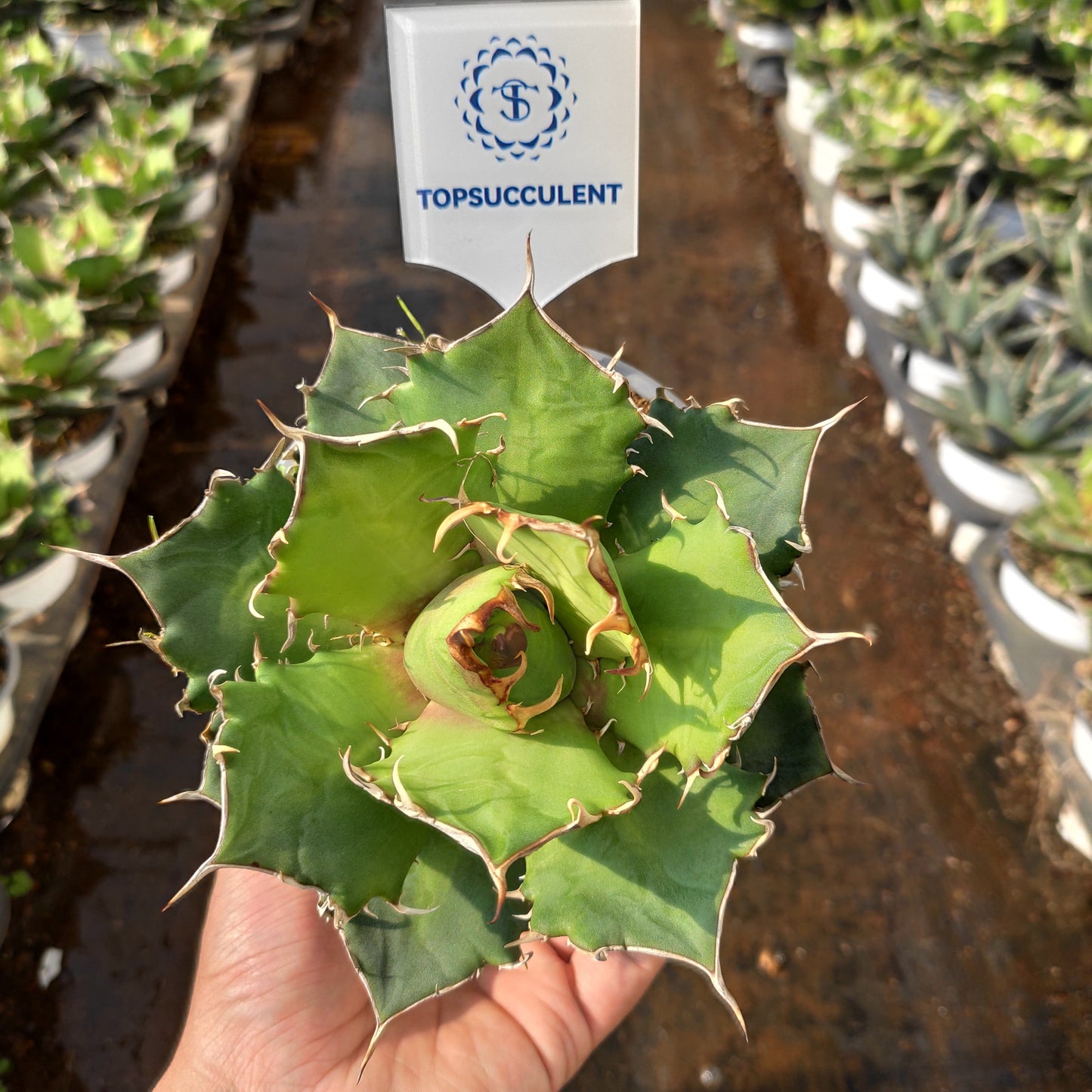 18730 アガベ　チタノタ　シーザー