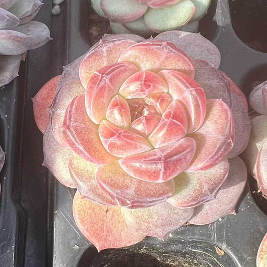 23489 クリスタル　レーク（3cm pot）