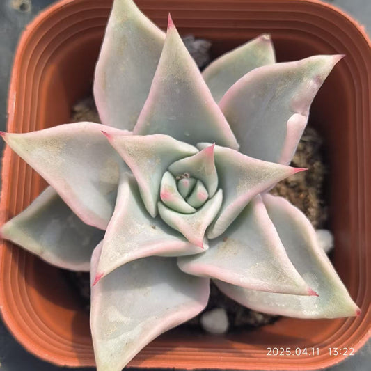 RDD310 レッドマディバ （6.5cm pot）