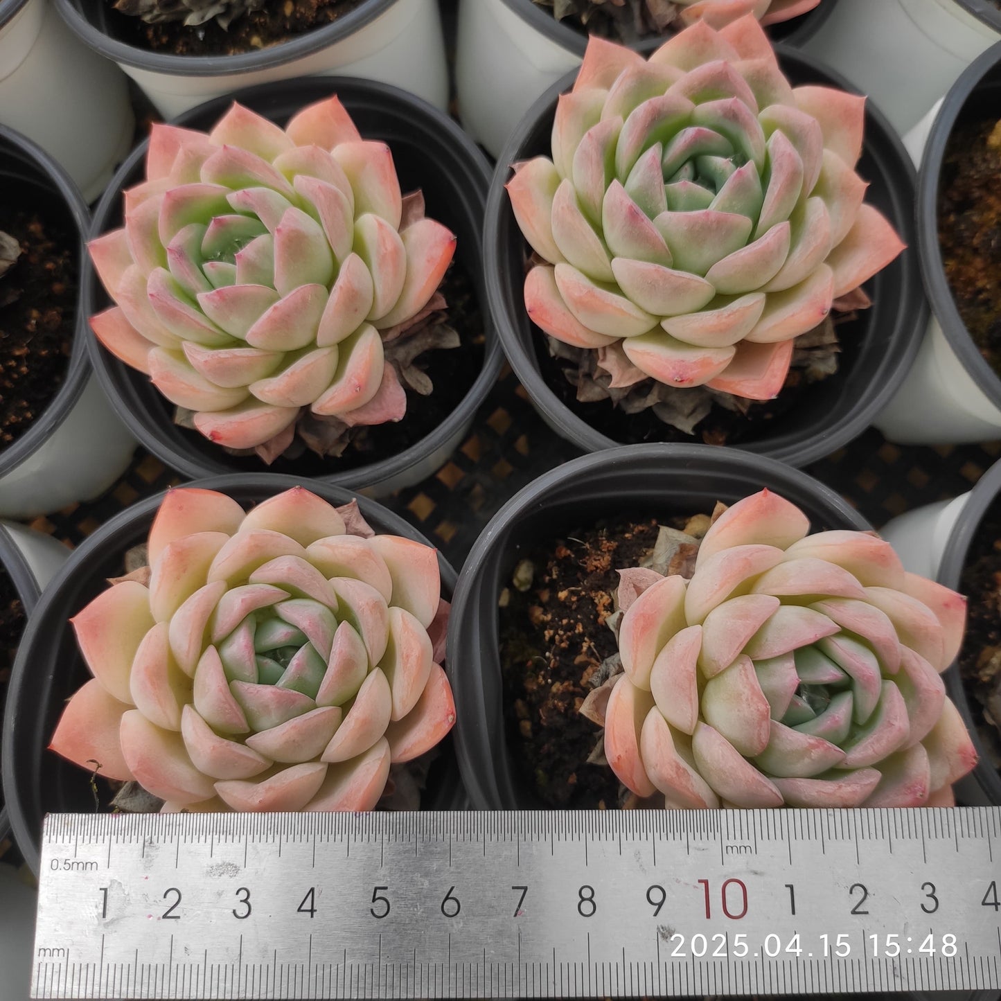 QN567 スリョン Hyb（7cm pot）