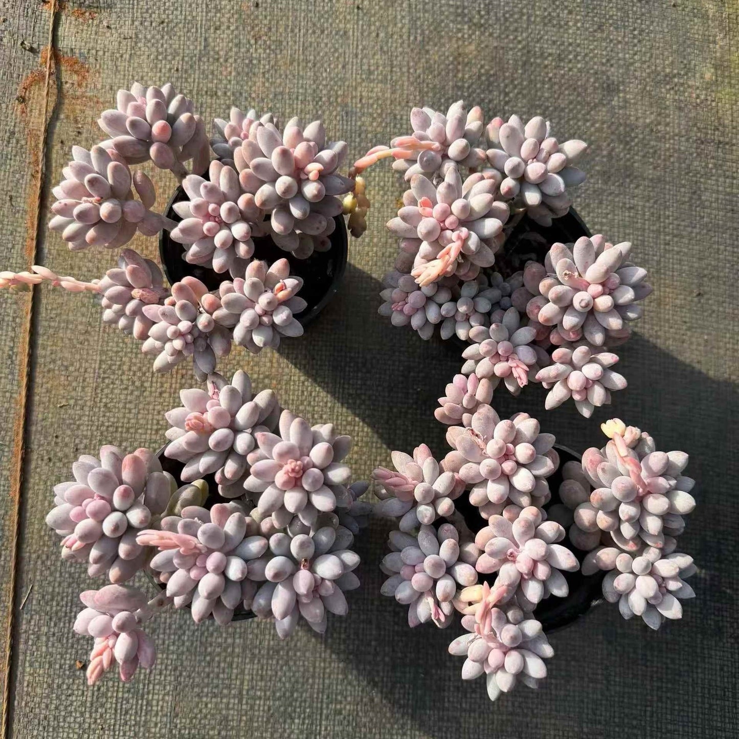 24459 ベビーフィンガー（合植株）