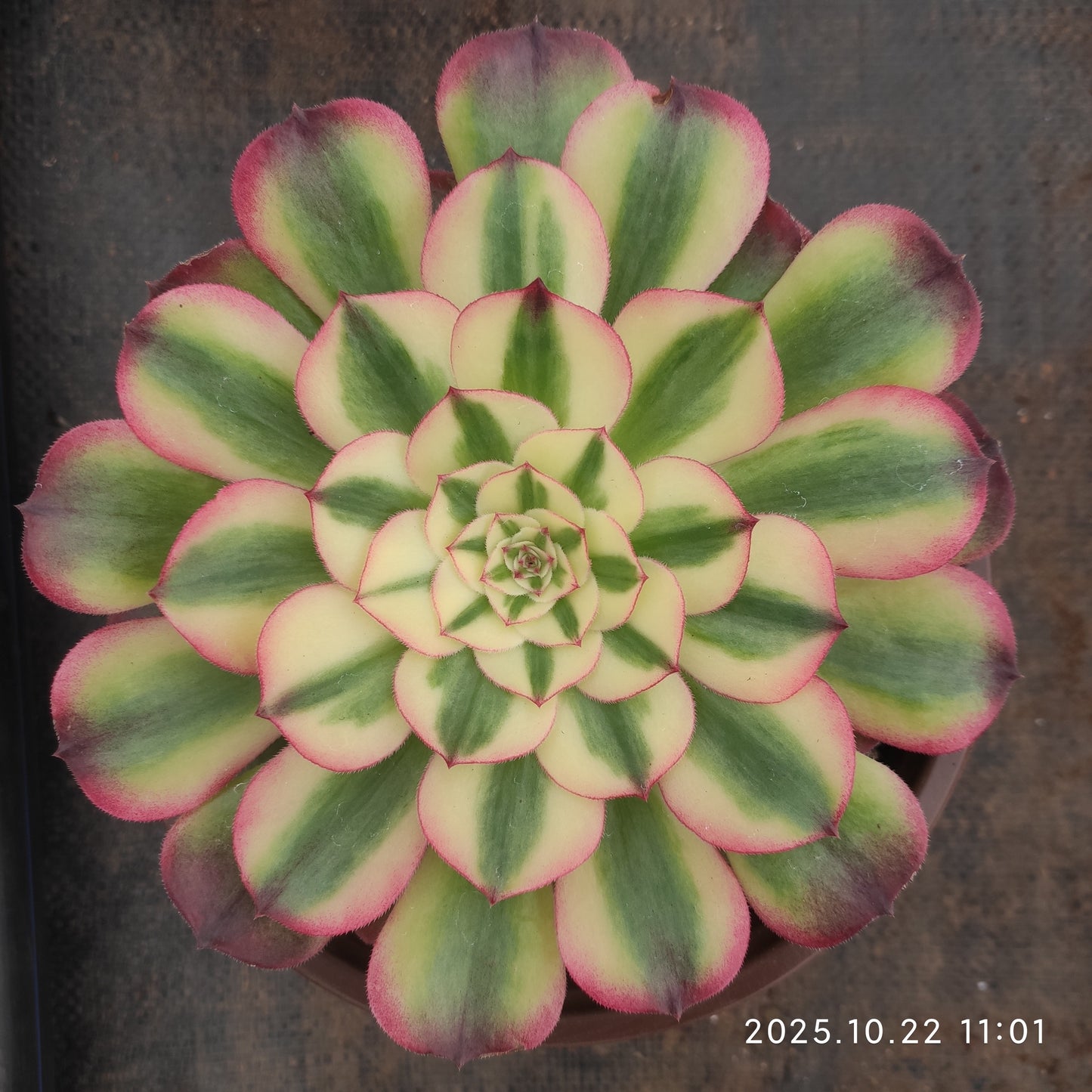 THH093 アエオニウム ライチー（18cm pot）