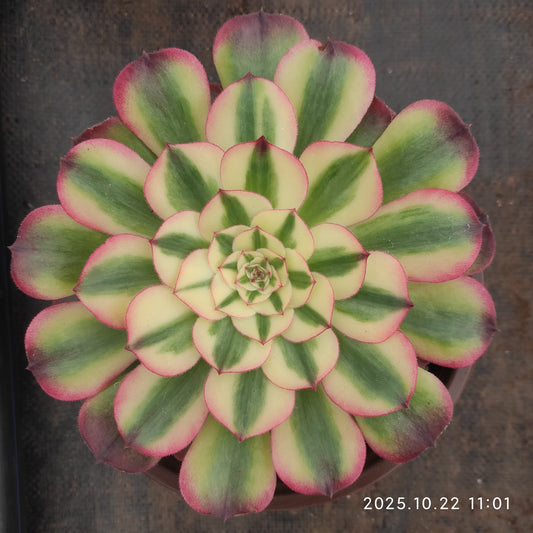 THH093 アエオニウム ライチー（18cm pot）