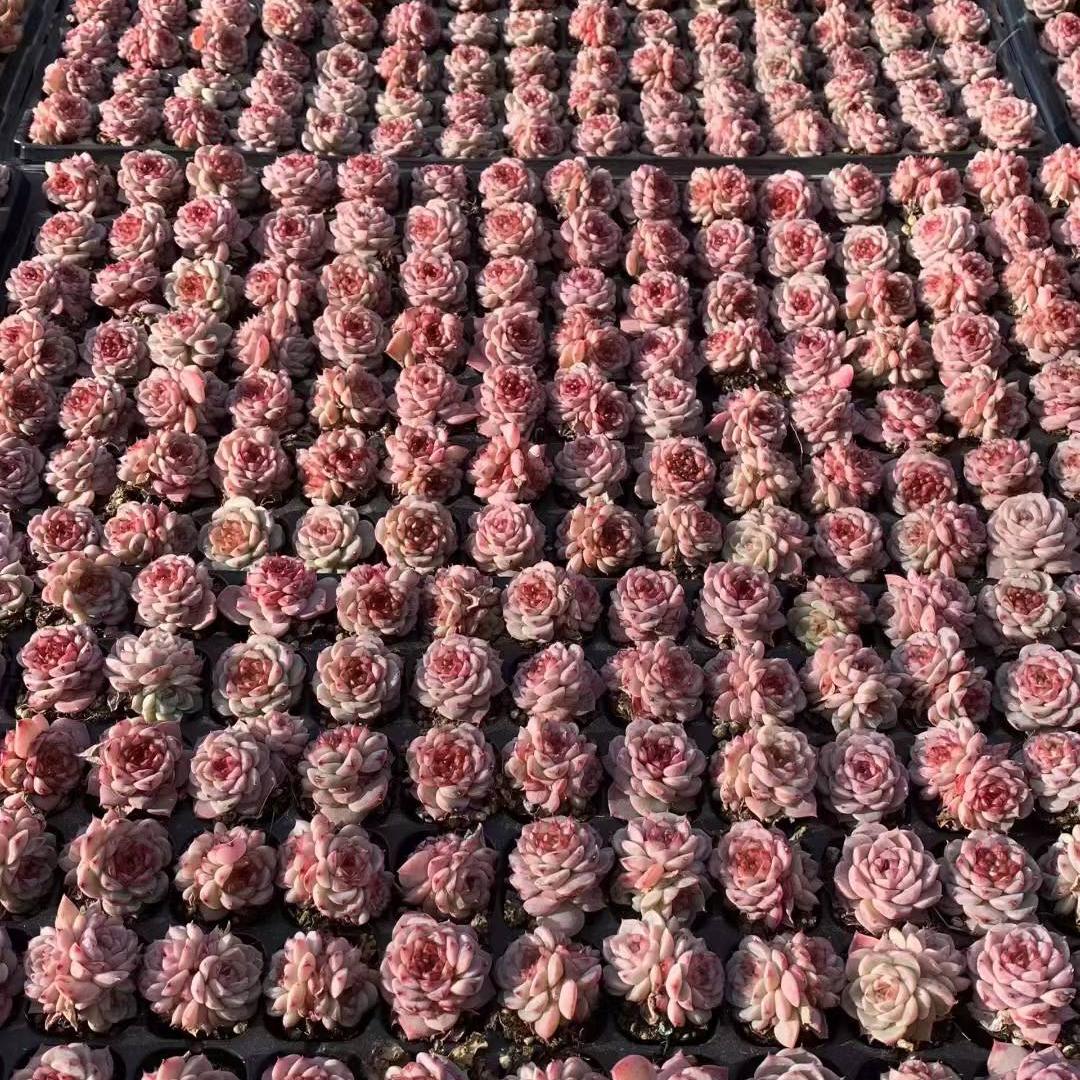 23442 レッドベルベット（3cm pot）（ポット苗）