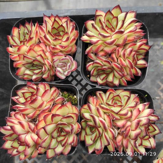QN787 ラウレンシス（6.5cm pot）