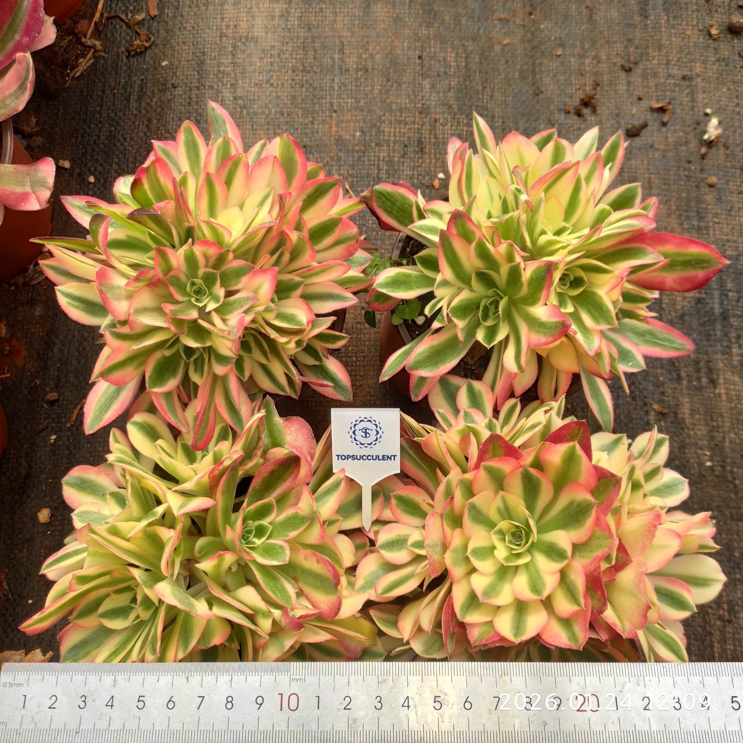 25485 アエオニウム　ウィッチ