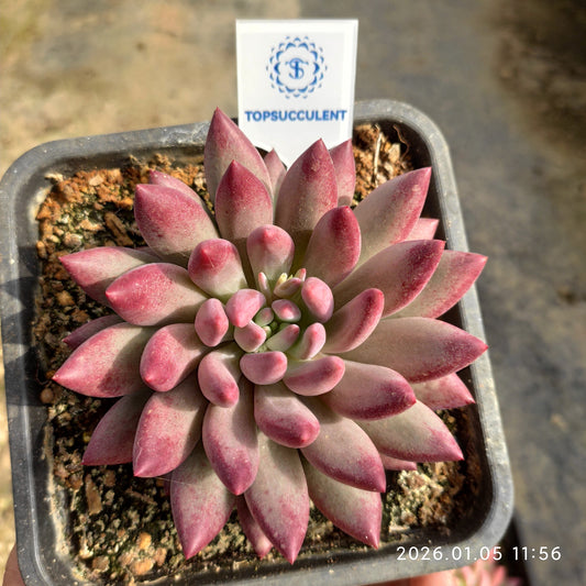 21291 チェリーズ