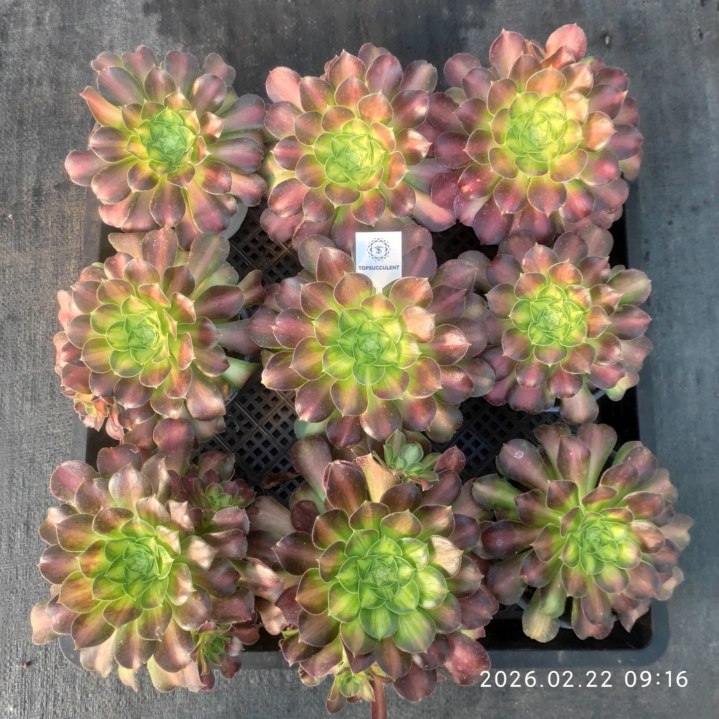 26085 アエオニウム　グロリアスユース