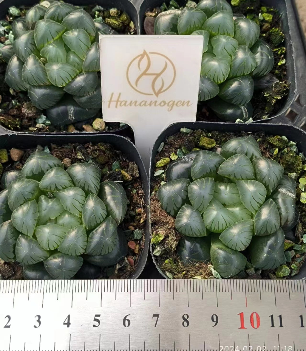 7407 ドドソンオプツ一サ