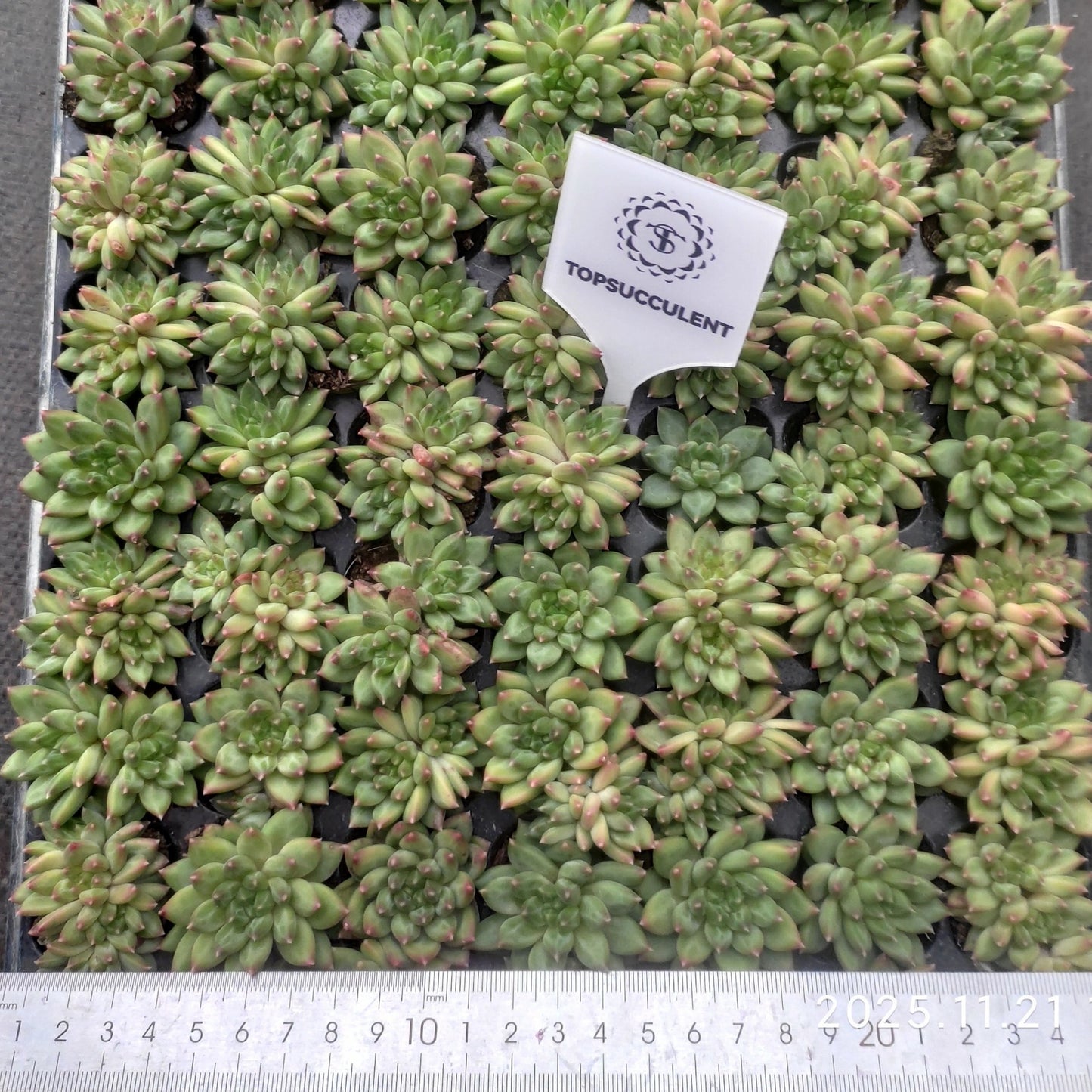 22134  オラクル（3cm pot）（ポット苗）