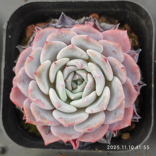 80550 ラフィート（6.5cm pot）