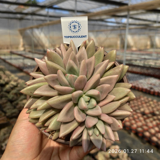 22163 ルビードナ綴化