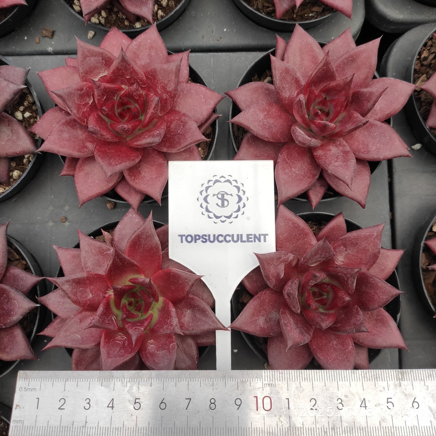 18748 ロビン（11cm pot）