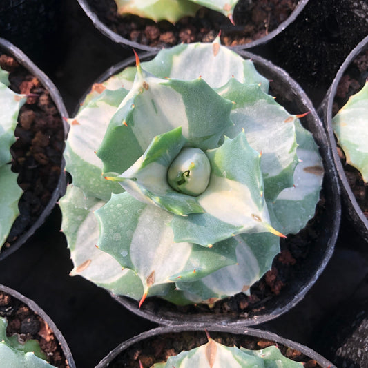 TPKM018 王妃雷神 白中斑（7cm pot）