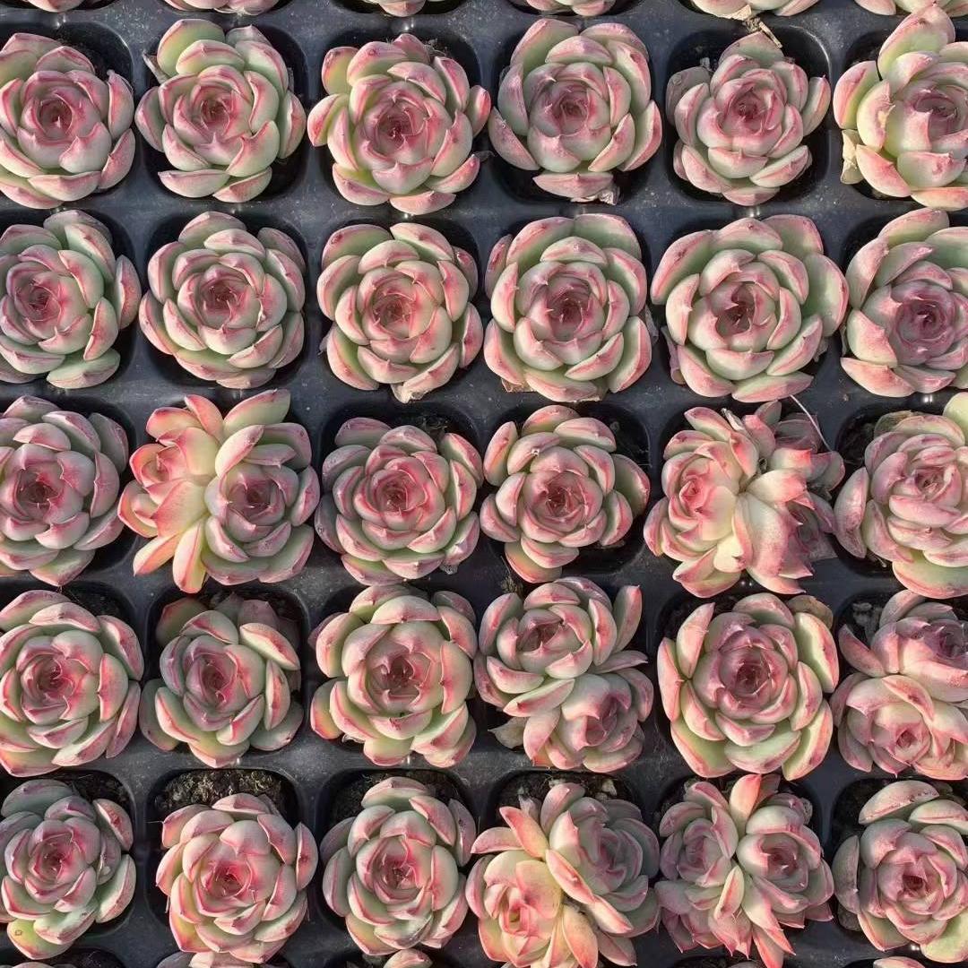 プラグトレー苗一覧 – Top Succulent®