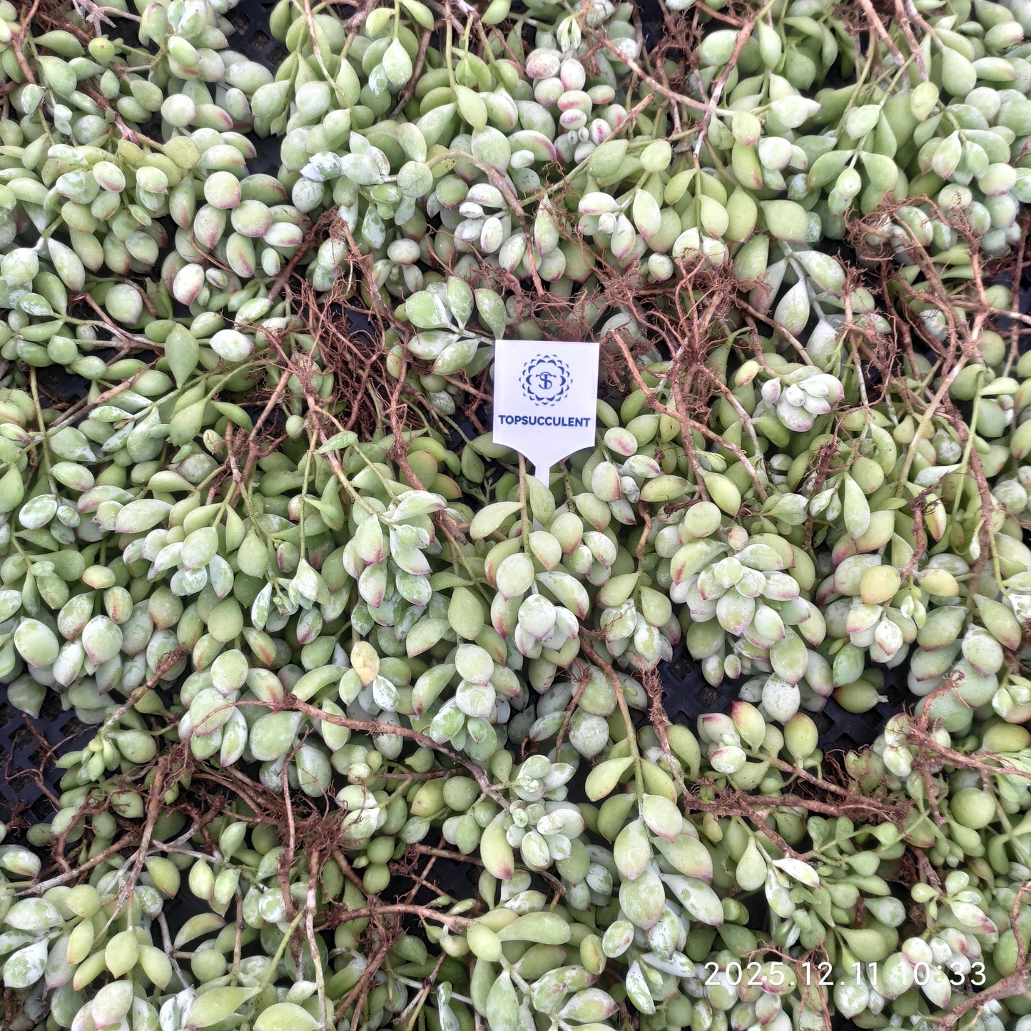 23238 コチレドン　ペンデンス