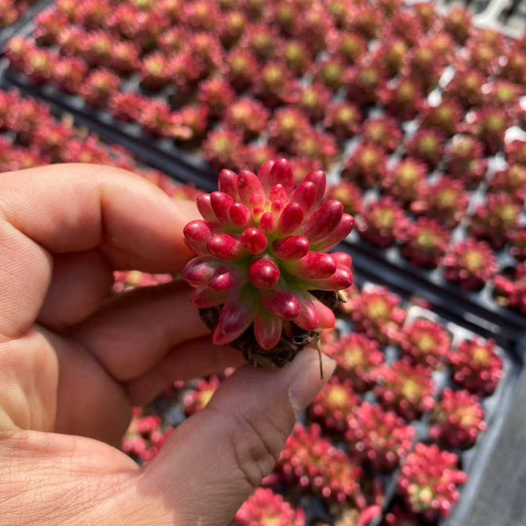 プラグトレー苗 20260129 – Top Succulent®