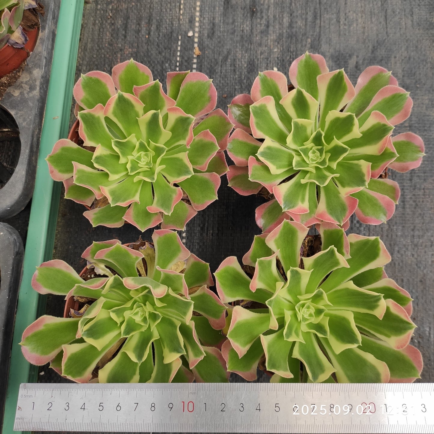 ZXX343 リバー　ストーンズ（12cm pot）