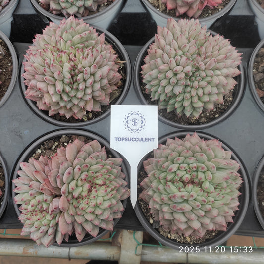 22792 パフ綴化（12.5cm pot）