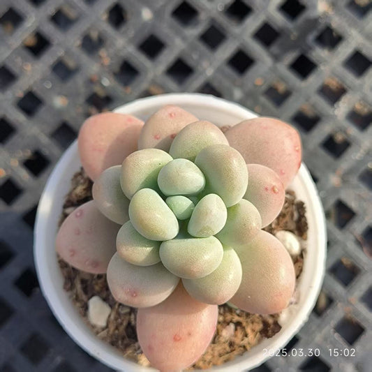 FFH247 レジェンド（5cm pot）