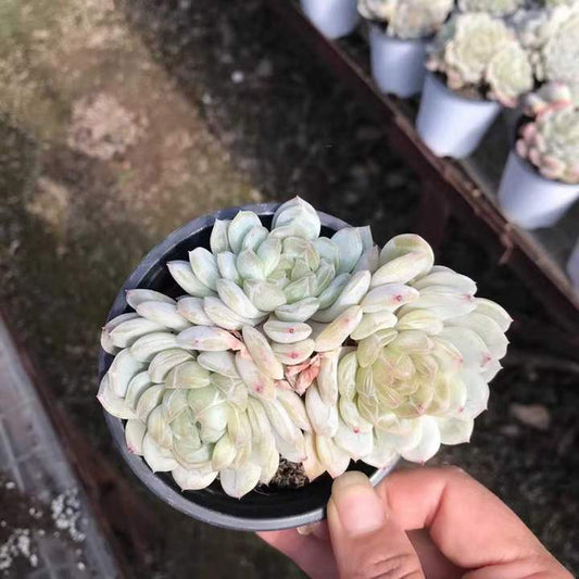 T26468 ホワイトラブ