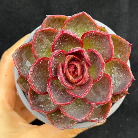 BL2031 トラフィックライト（9cm pot）