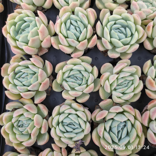QN730 ベリー（3cm pot）