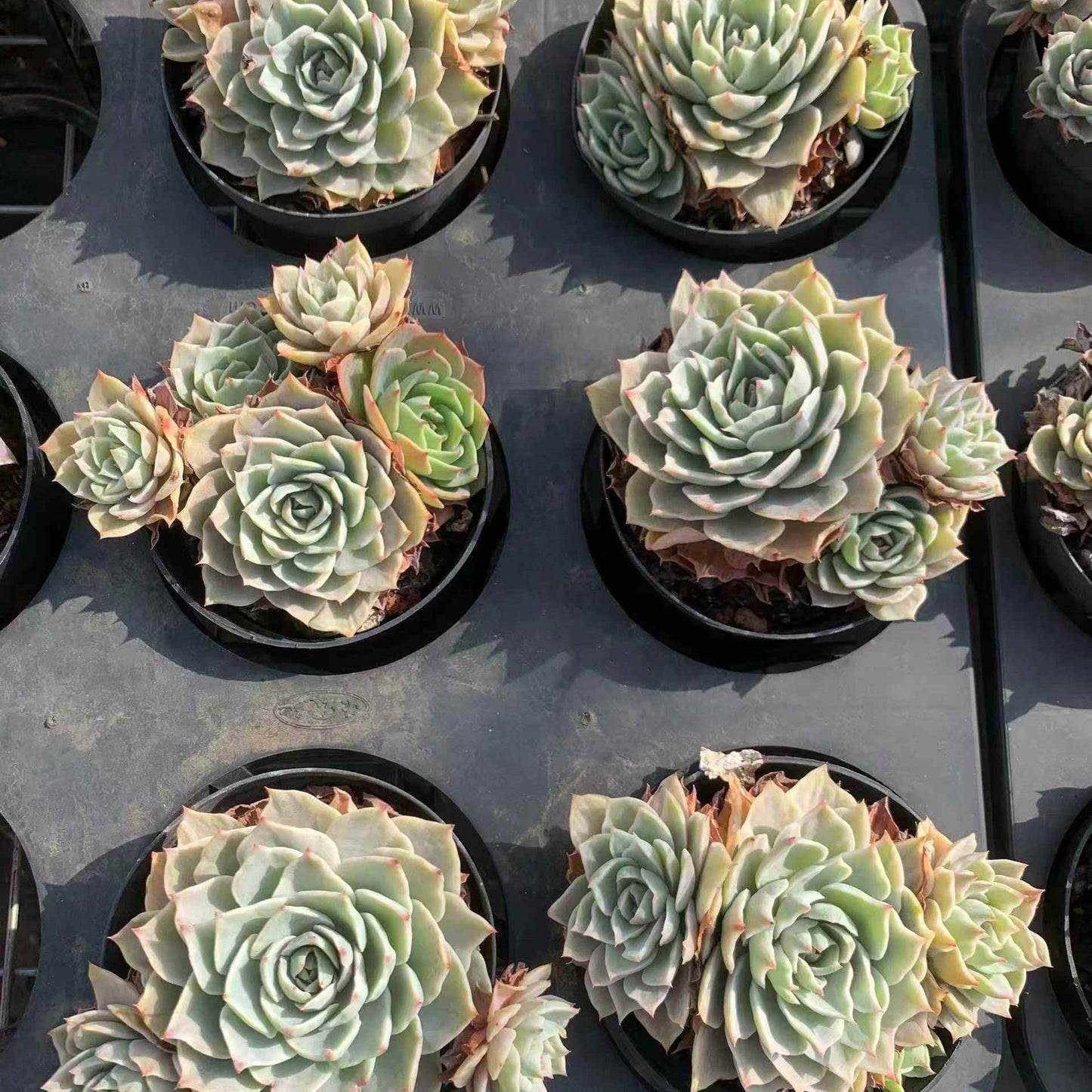 25169 シルバー　クィーン錦